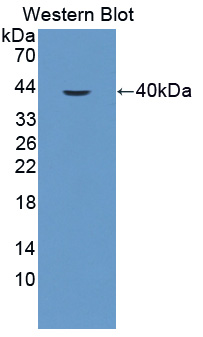 PAF384Hu01.jpg