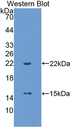 Polyclonal Antibody to Endothelin Converting Enzyme 2 (ECE2)