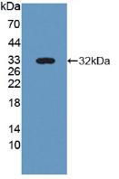 Polyclonal Antibody to Nidogen 2 (NID2)