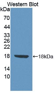 Polyclonal Antibody to Fibronectin Leucine Rich Transmembrane Protein 3 (FLRT3)