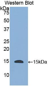 Polyclonal Antibody to Histatin 1 (HTN1)