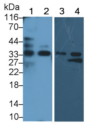 Polyclonal Antibody to Vanin 2 (VNN2)