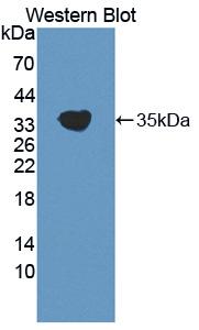 Polyclonal Antibody to Inosine 5'-Monophosphate Dehydrogenase 2 (IMPDH2)