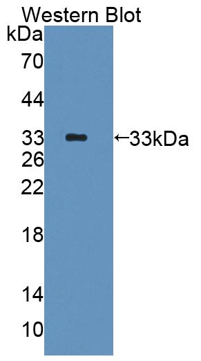 PAF656Hu01.jpg