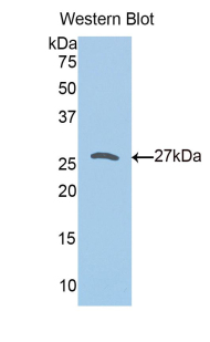 Polyclonal Antibody to Peroxiredoxin 3 (PRDX3)