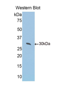 Polyclonal Antibody to Peroxiredoxin 4 (PRDX4)