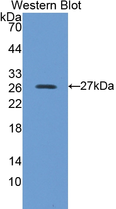 Polyclonal Antibody to Peroxiredoxin 6 (PRDX6)