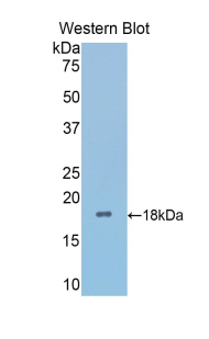 Polyclonal Antibody to Secreted Frizzled Related Protein 4 (SFRP4)