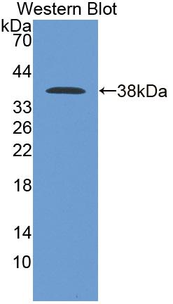 PAG107Hu01.jpg