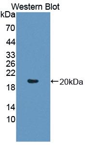 Polyclonal Antibody to Amyloid Beta Precursor Like Protein 1 (APLP1)