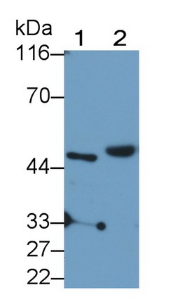 Polyclonal Antibody to Prolyl tRNA Synthetase 2, Mitochondrial (PARS2)