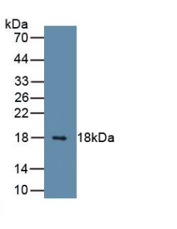 Polyclonal Antibody to Small Ubiquitin Related Modifier Protein 1 (SUMO1)