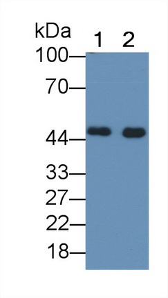 PAG167Hu01.jpg