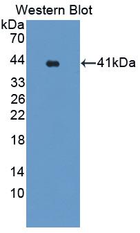 Polyclonal Antibody to Oxoglutarate Dehydrogenase (OGDH)