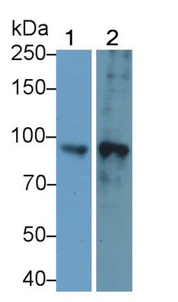 PAG222Hu01.jpg