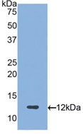 Polyclonal Antibody to Proteoglycan 4 (PRG4)