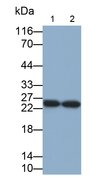 Polyclonal Antibody to Proteasome Subunit Beta Type 6 (PSMb6)