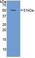 Polyclonal Antibody to Proteasome 26S Subunit, ATPase 4 (PSMC4)