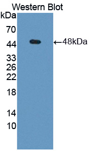 PAG304Hu01.jpg