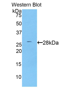 Polyclonal Antibody to Channel Activating Protease 1 (CAP1)