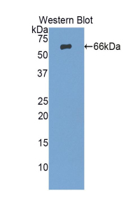 PAG321Mu01.jpg