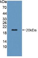 Polyclonal Antibody to Pregnancy Zone Protein (PZP)