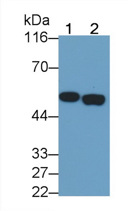 PAG326Hu01.jpg