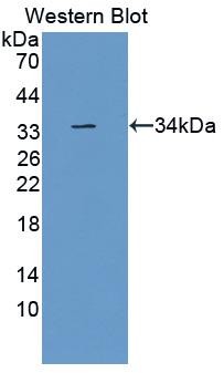 Polyclonal Antibody to Endoplasmic Reticulum Aminopeptidase 2 (ERAP2)