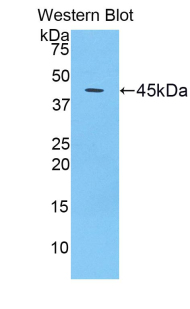 PAG458Mu01.jpg