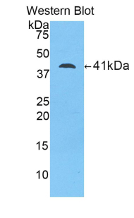 PAG484Hu01.jpg