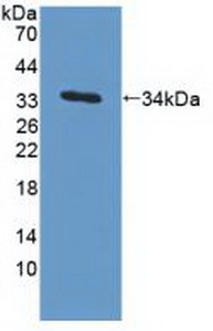 PAG491Hu01.jpg