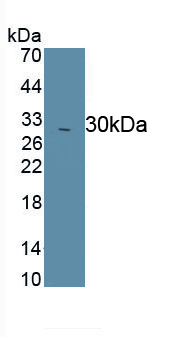 PAG515Mu02.jpg