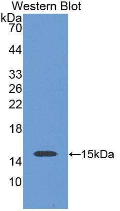 PAG575Hu01.jpg