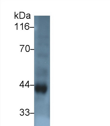 PAG610Hu01.jpg