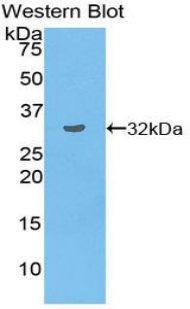 Polyclonal Antibody to Torsin 3A (TOR3A)