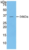 Polyclonal Antibody to Torsin 3A (TOR3A)