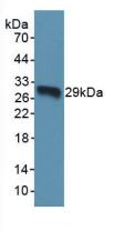 Polyclonal Antibody to Torsin 1A (TOR1A)