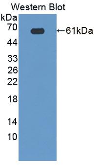 Polyclonal Antibody to Breast Cancer Anti-Estrogen Resistance 3 (BCAR3)