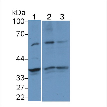 PAG782Hu08.jpg