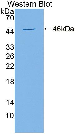 Polyclonal Antibody to Glycosylphosphatidylinositol Anchored Molecule Like Protein (GML)