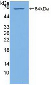 Polyclonal Antibody to Phosphatidylinositol-4-Kinase Catalytic Alpha (PI4Ka)