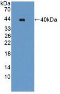 Polyclonal Antibody to WNK Lysine Deficient Protein Kinase 1 (WNK1)