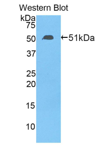 Polyclonal Antibody to Transcription Factor A, Mitochondrial (TFAM)