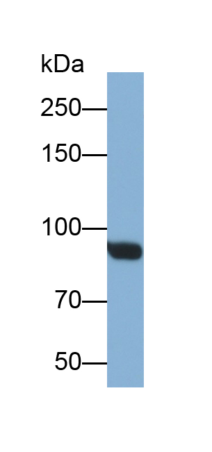 Polyclonal Antibody to Sulfatase 2 (SULF2)