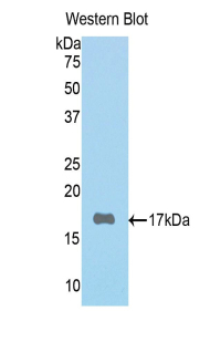 PAH339Mu01.jpg