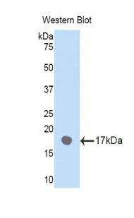 Polyclonal Antibody to Plexin B1 (PLXNB1)