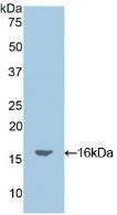 Polyclonal Antibody to Oncomodulin (OCM)