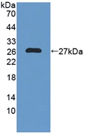 Polyclonal Antibody to Nucleoredoxin (NXN)