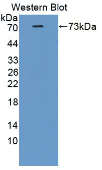 Polyclonal Antibody to NFKB Repressing Factor (NKRF)