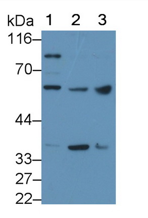 PAH645Hu01.jpg